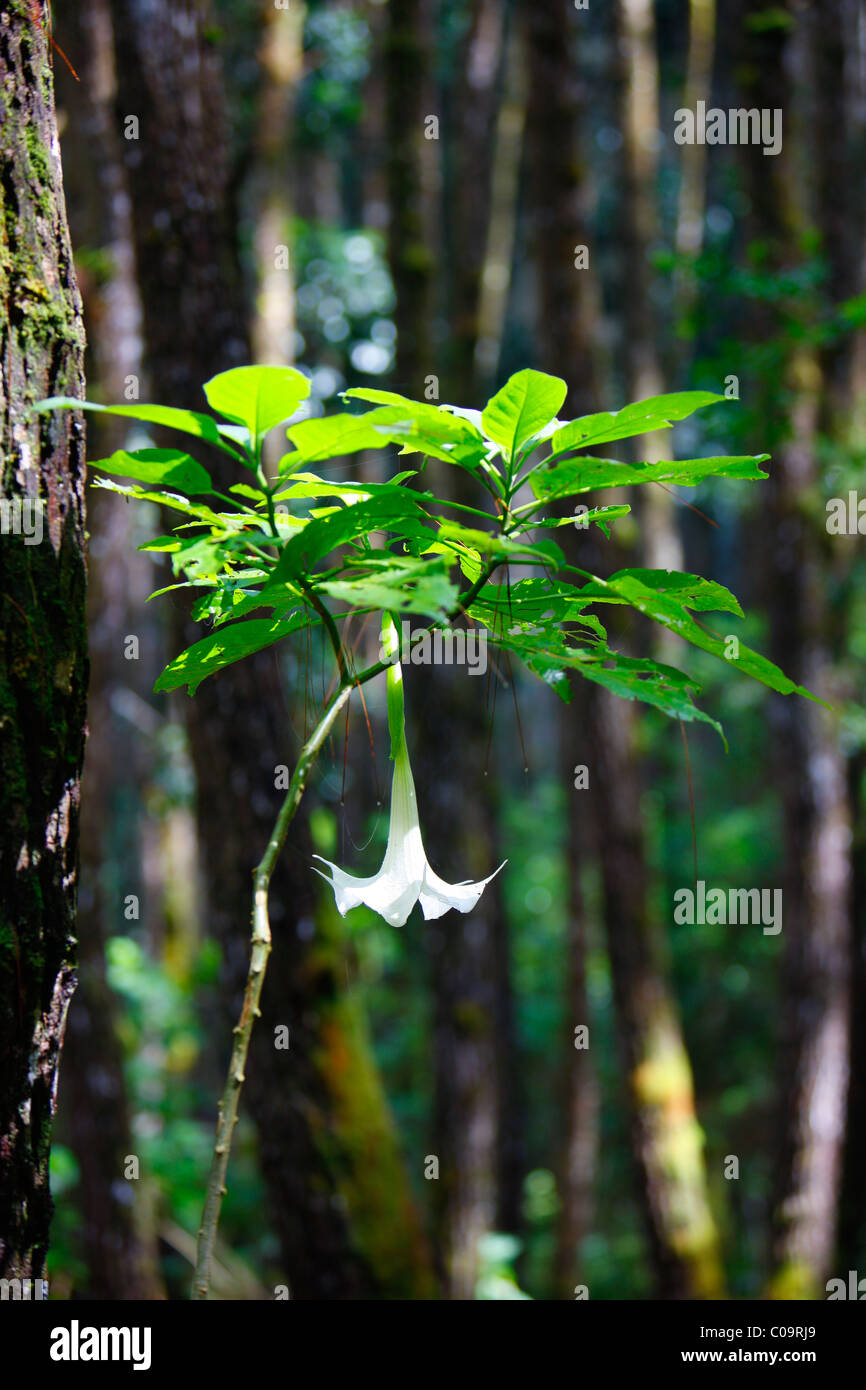 Angelo tromba, Datura (Brugmansia arborea), cloud-riempito la foresta, Salib Kasih montagna, Tarutung, Batak regione di Sumatra Foto Stock