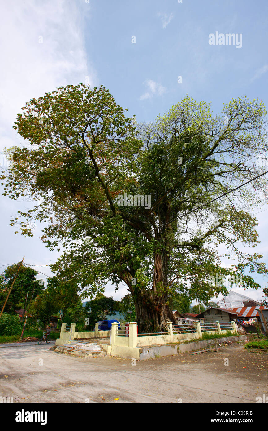 Albero sacro, Dr. Ludwig Ingwer Nommensen Memorial, Tarutung, Batak regione, Sumatra, Indonesia, Asia Foto Stock