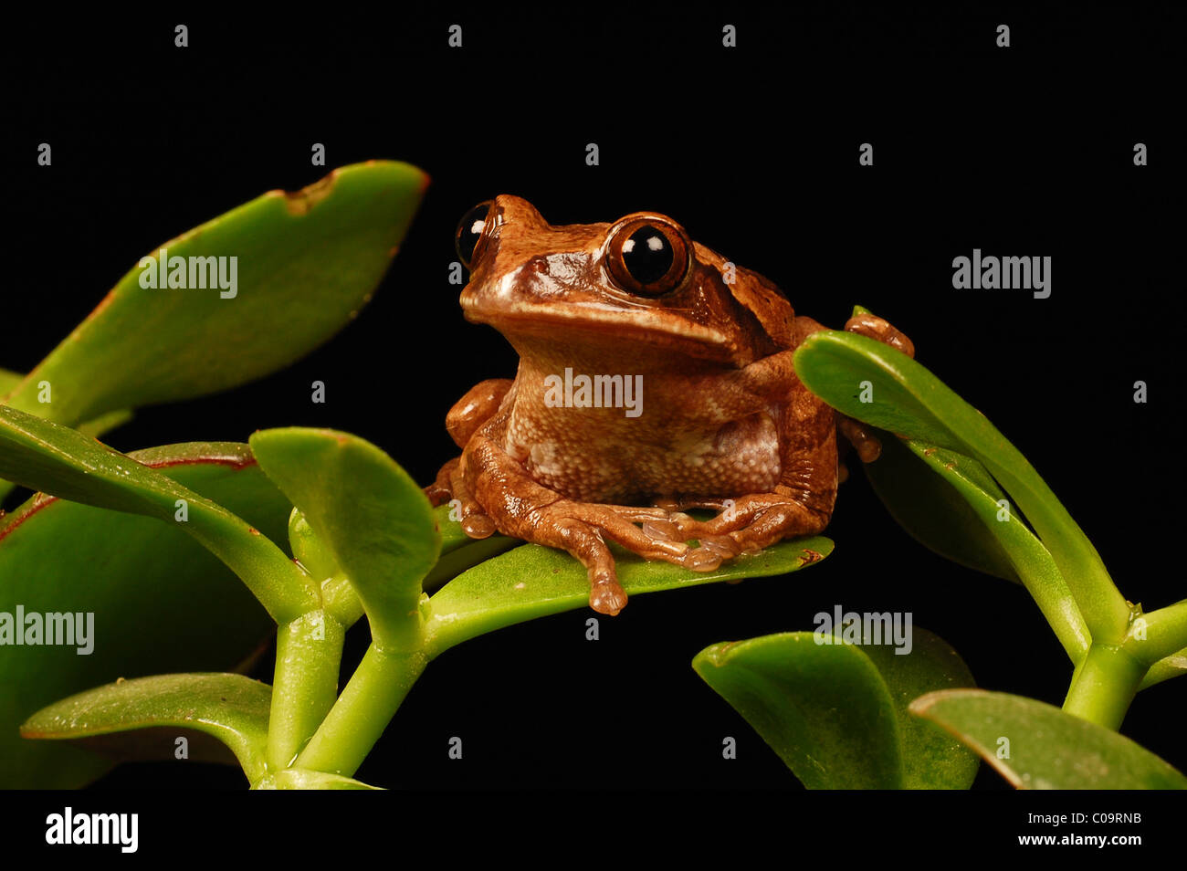Close up di rana sulla pianta verde Foto Stock