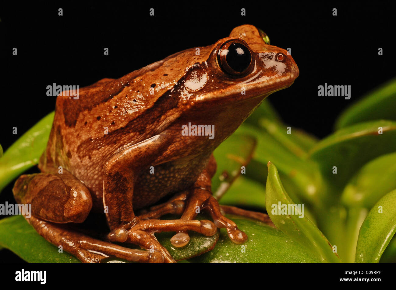 Close up di rana seduta su foglie verdi Foto Stock