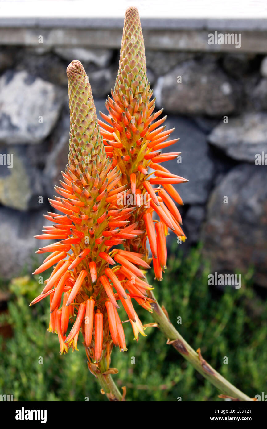 Fioritura Aloe Vera, di Madera Foto Stock