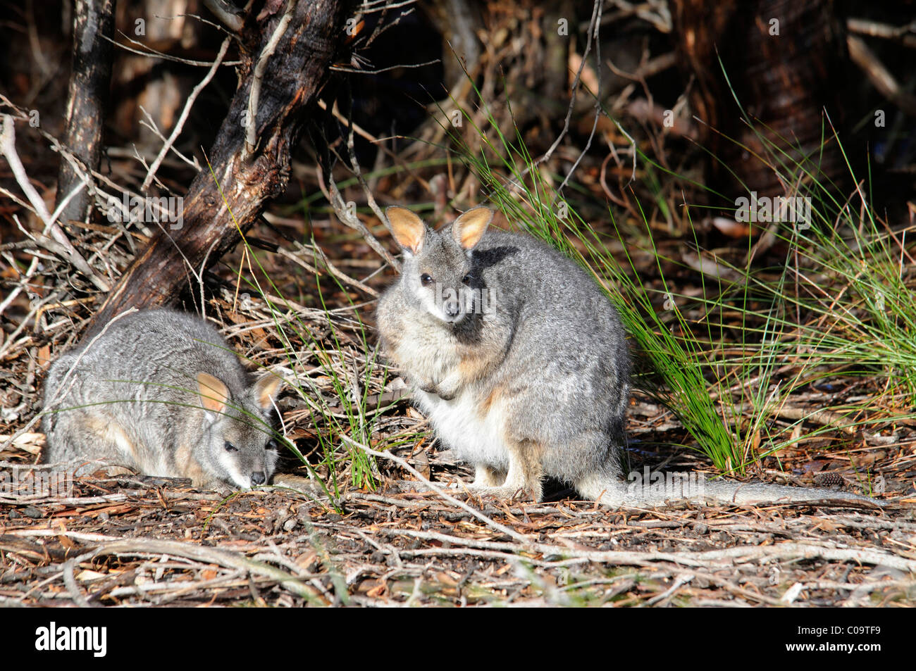 Tammar Wallaby, Dama Wallaby o Darma Wallaby (Macropus eugenii), Kangaroo Island, in Australia Foto Stock