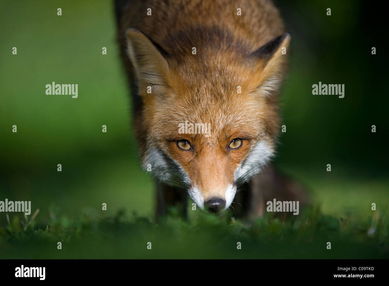 Red Fox (Vulpes vulpes vulpes) Foto Stock