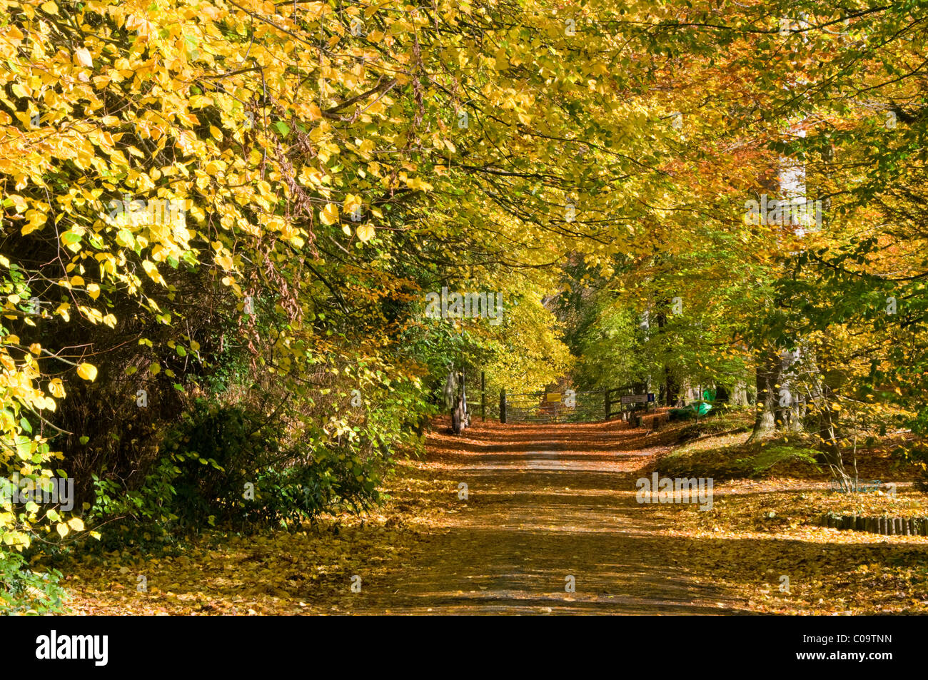 Faggi spettacolari strada alberata in autunno, Whitegate, Cheshire, Inghilterra, Regno Unito Foto Stock