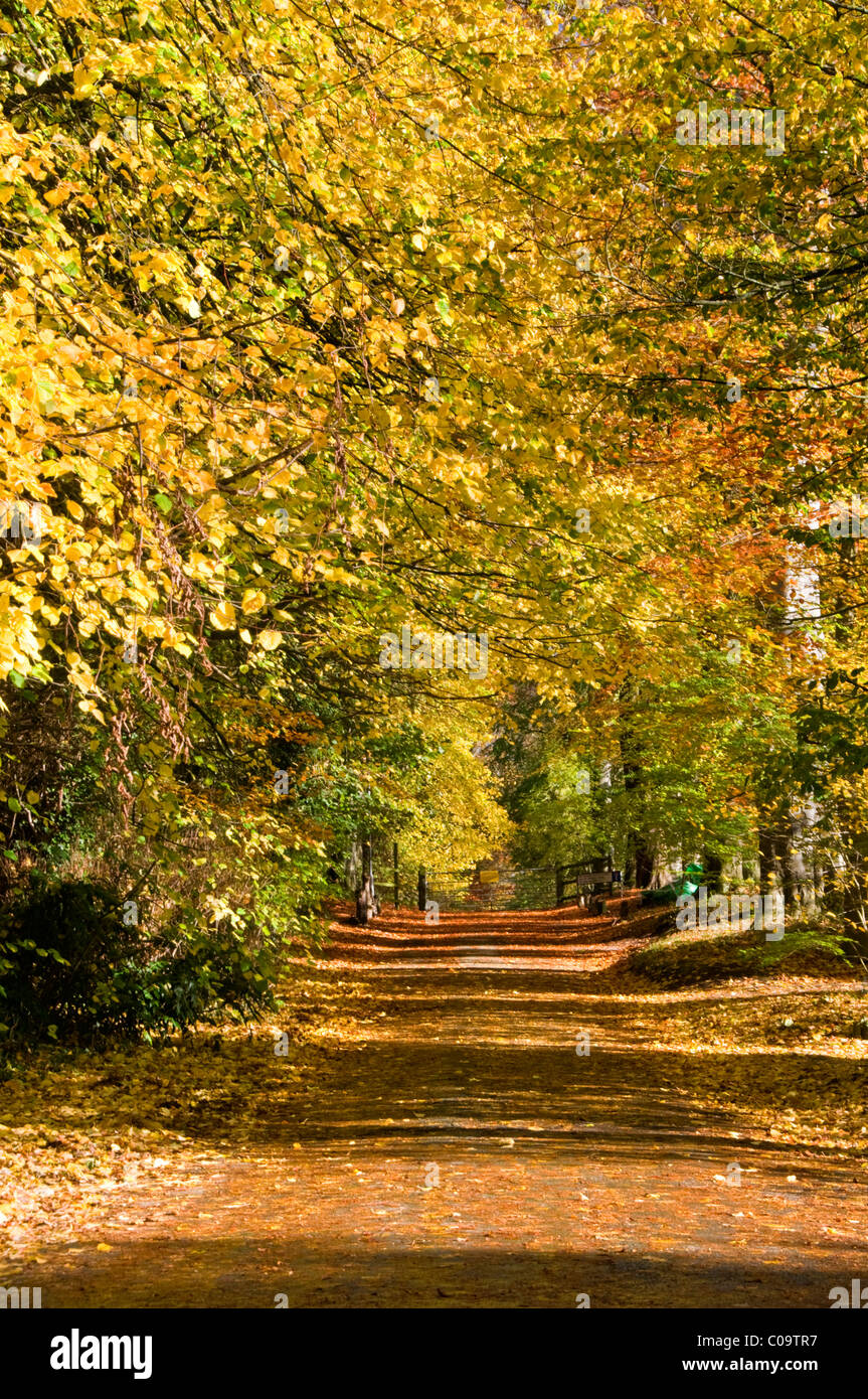 Faggi spettacolari strada alberata in autunno, Whitegate, Cheshire, Inghilterra, Regno Unito Foto Stock