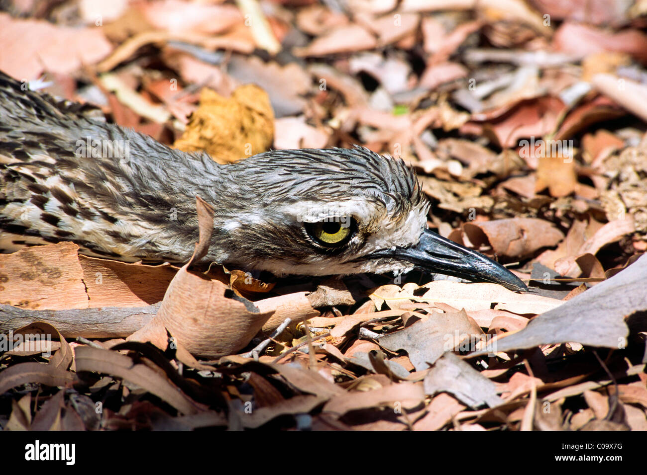 Bush in pietra (curlew Burhinus grallarius), dissimulando stesso nel fogliame, Queensland, Australia Foto Stock