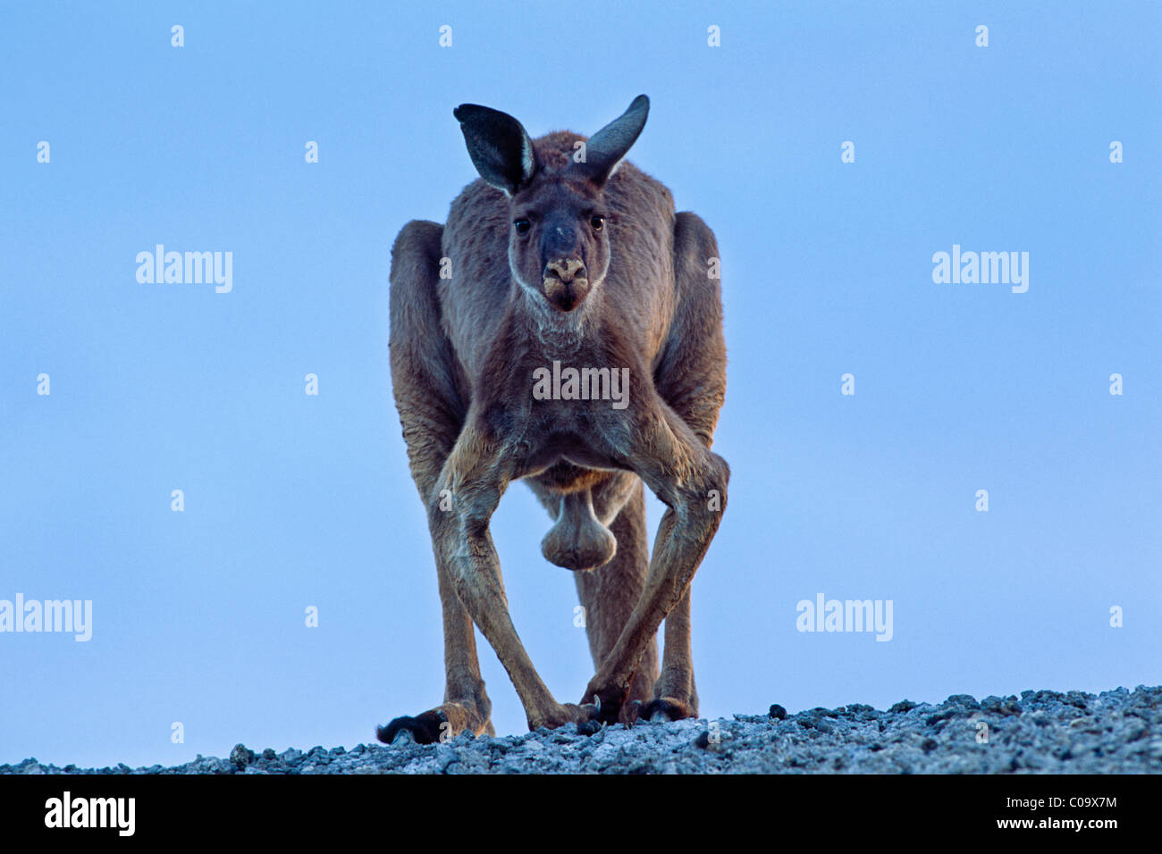 Grigio orientale canguro o di grande grigio Canguro (Macropus giganteus), maschio, Nuovo Galles del Sud, Australia Foto Stock