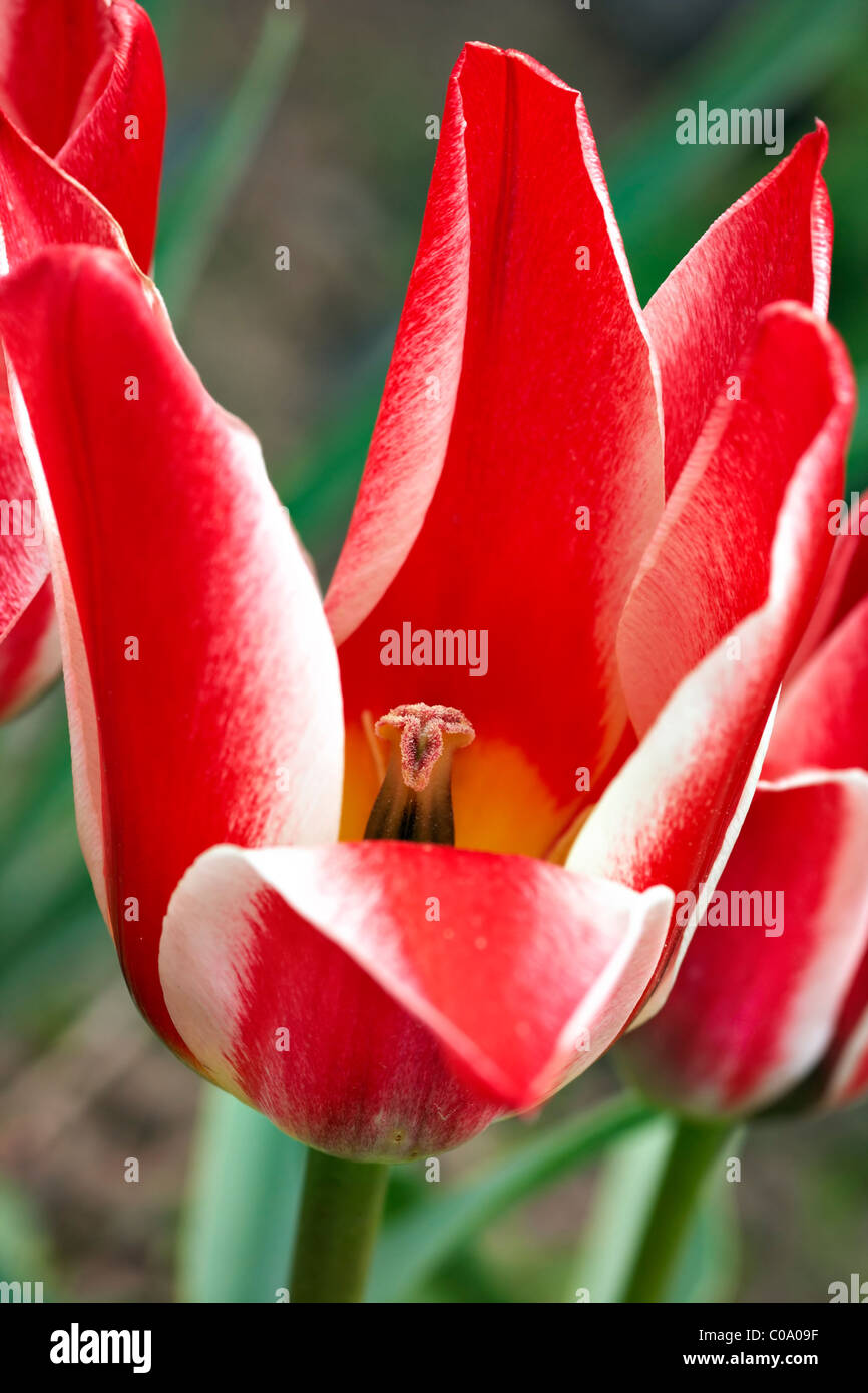 fioritura del tulipano Foto Stock