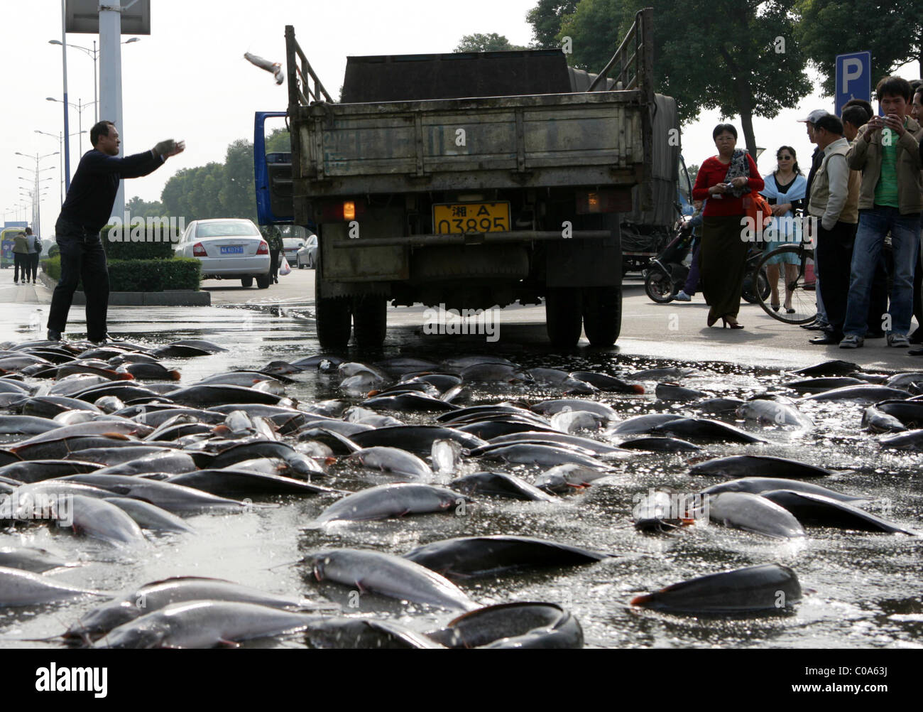 Piove CATFISH residenti in Changsha, Cina erano sorpresi di scoprire un po' di pesce in corso nella loro strada. La gente del posto Foto Stock