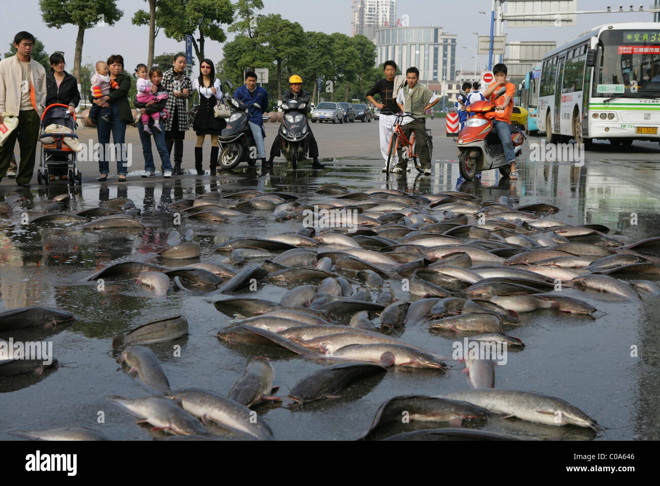 Piove CATFISH residenti in Changsha, Cina erano sorpresi di scoprire un po' di pesce in corso nella loro strada. La gente del posto Foto Stock