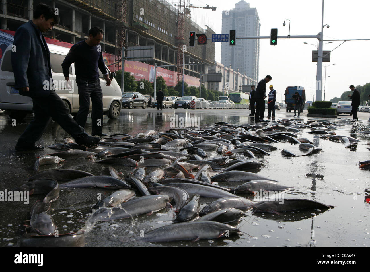 Piove CATFISH residenti in Changsha, Cina erano sorpresi di scoprire un po' di pesce in corso nella loro strada. La gente del posto Foto Stock