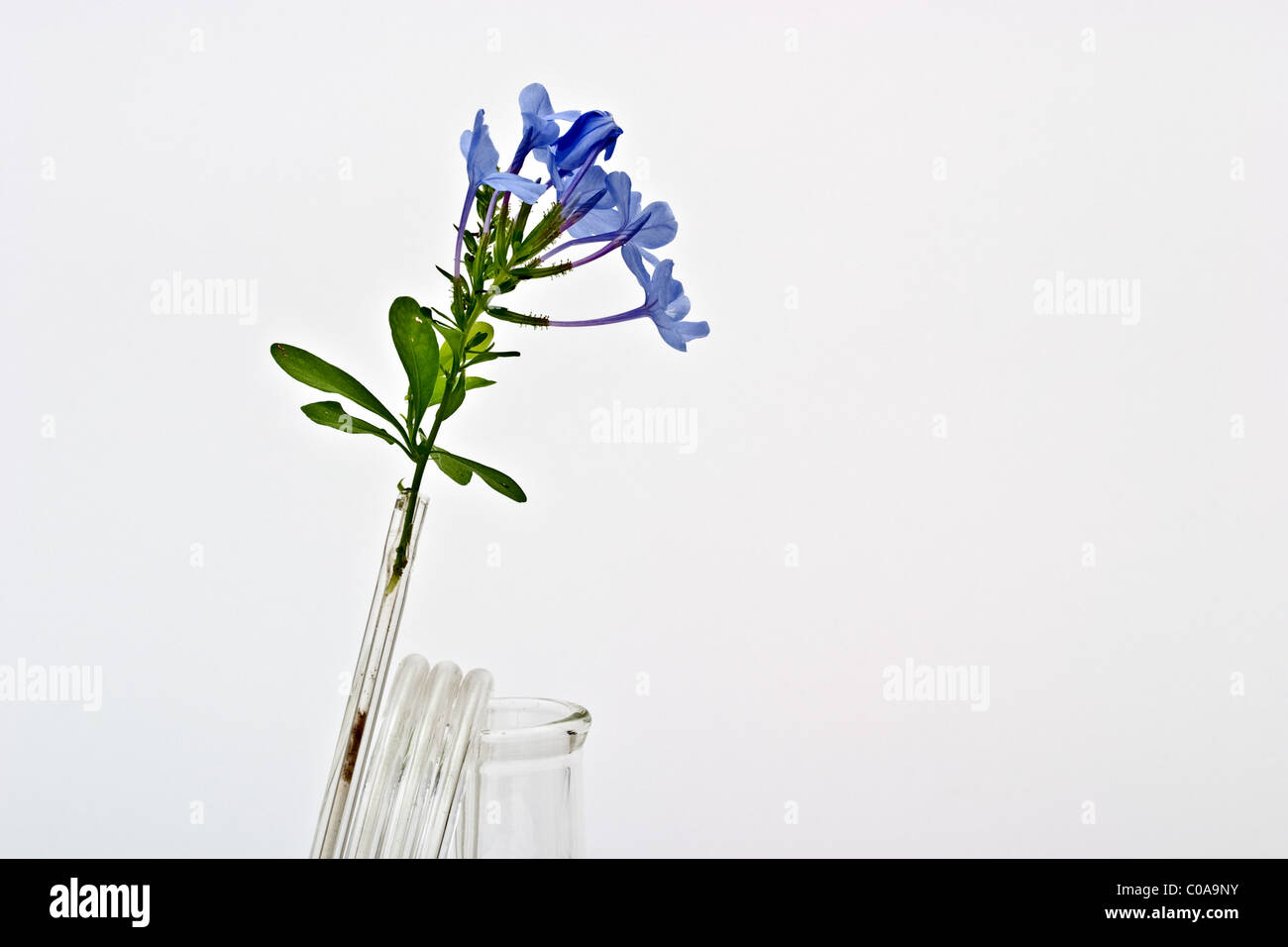 Piccoli fiori viola in un vetro a spirale del tubo di chimica Foto Stock