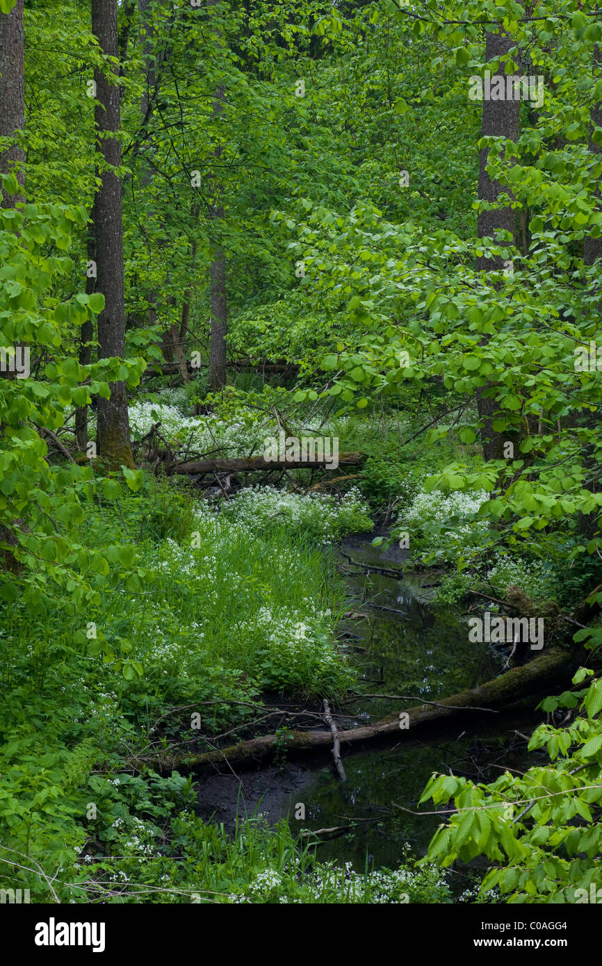 Piccola Foresta fiume che attraversa la foresta di ontani di primavera Foto Stock