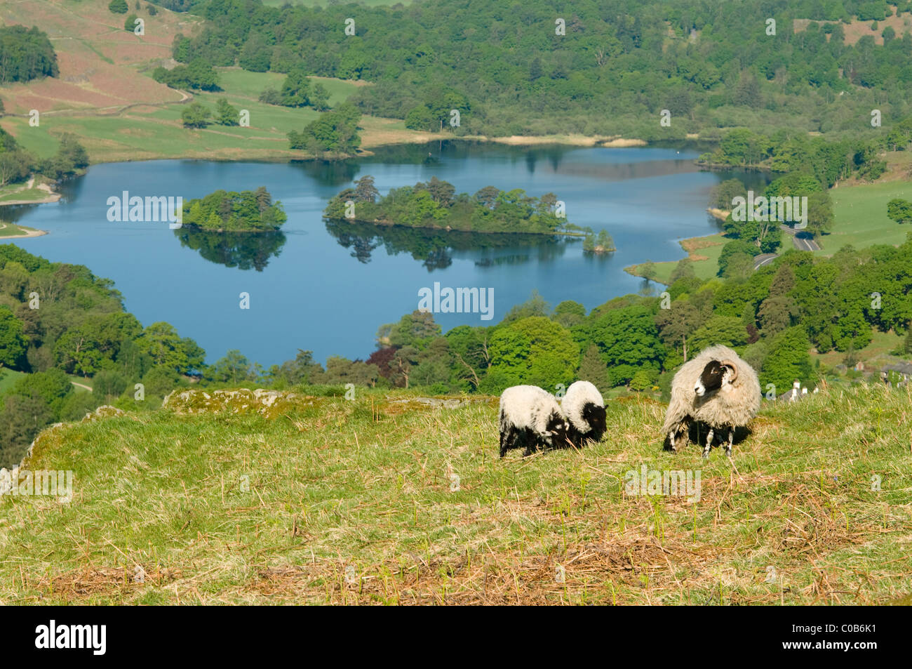 Pecore e agnelli sopra rydal acqua, cumbria, Regno Unito. visto dal percorso verso il basso a partire da scandale è caduto attraverso la Svezia roccioso, a Ambleside. maggio. nel distretto del lago, Foto Stock