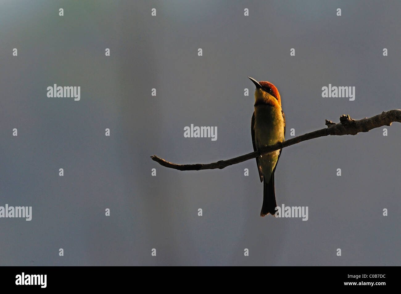 Chestnut capo-bee eater Foto Stock