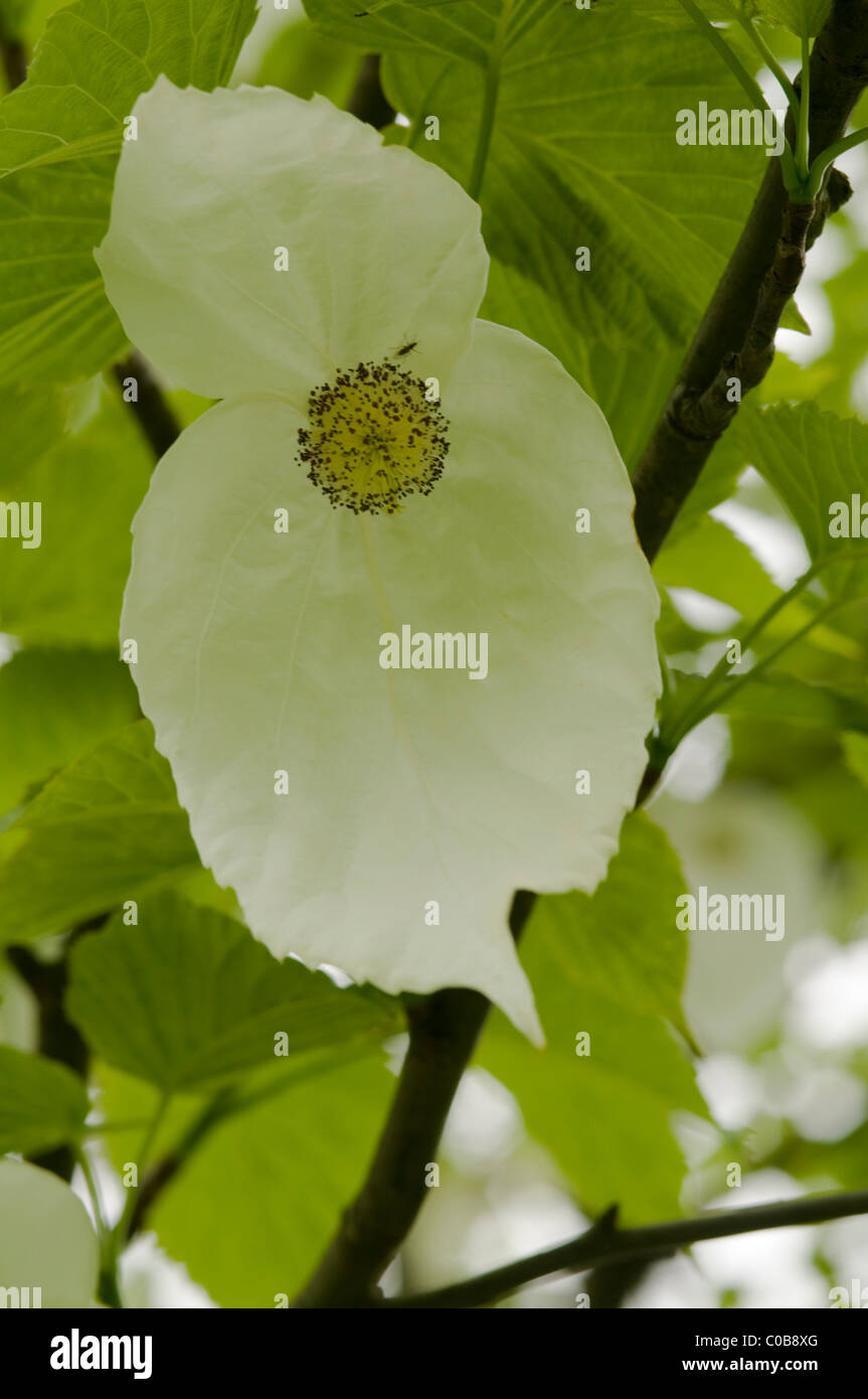 Struttura colomba o fazzoletto tree (Davidia involucrata) in un parco a ambleside, cumbria, Regno Unito. maggio. Foto Stock