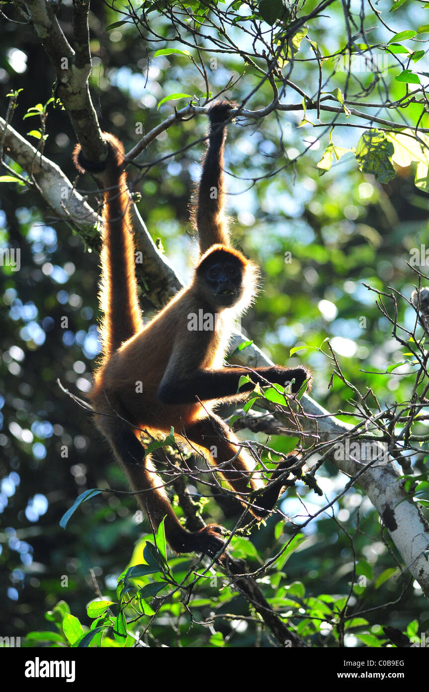 Spider Monkey Parco Nazionale di Tortuguero Costa Rica 2011 Foto Stock