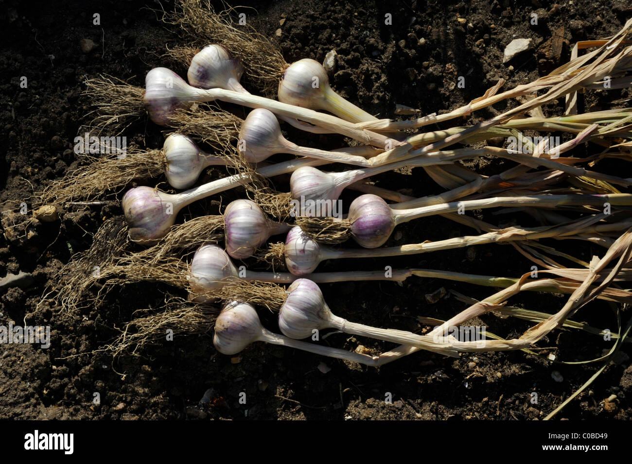 Sollevare le piante di aglio ( allium sativum) prevista al di fuori in giardino a maturare e a secco. Foto Stock