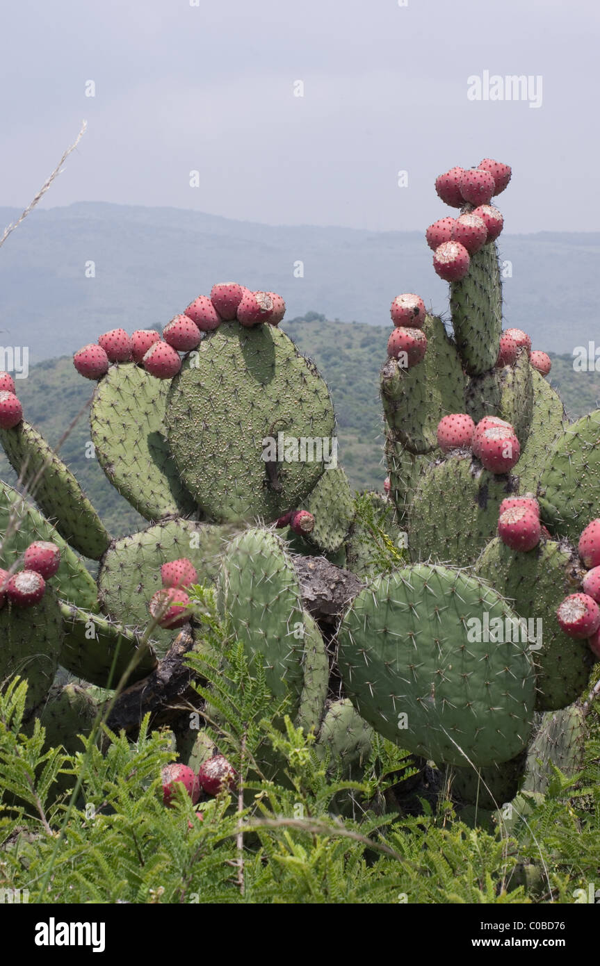 Wild ficodindia cactus (Opuntia sp) con frutti rossi. Questo ha alcune Cochinilla parassiti e una nera lucertola. Foto Stock