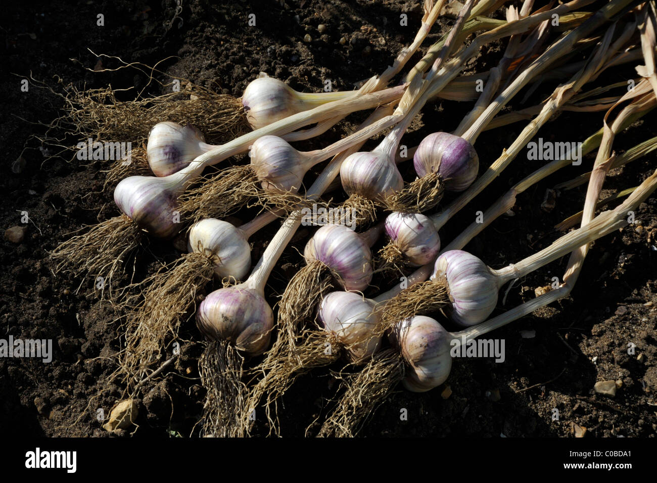 Bulbi di aglio ( allium sativum) sollevata e posta ad asciugare fuori in giardino. Foto Stock