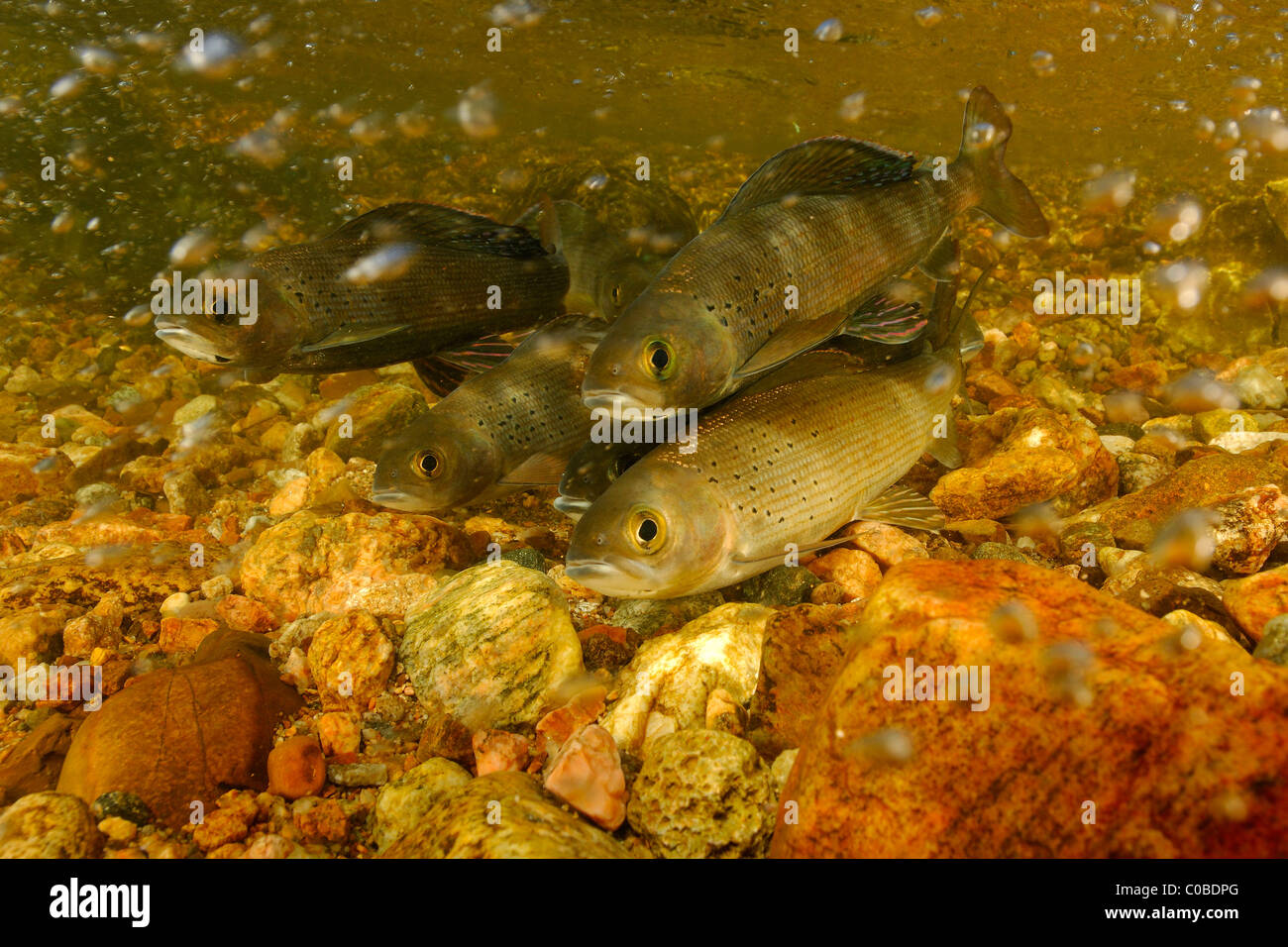 Arctic grayling, Thymallus arcticus, Colorado, Stati Uniti Foto Stock