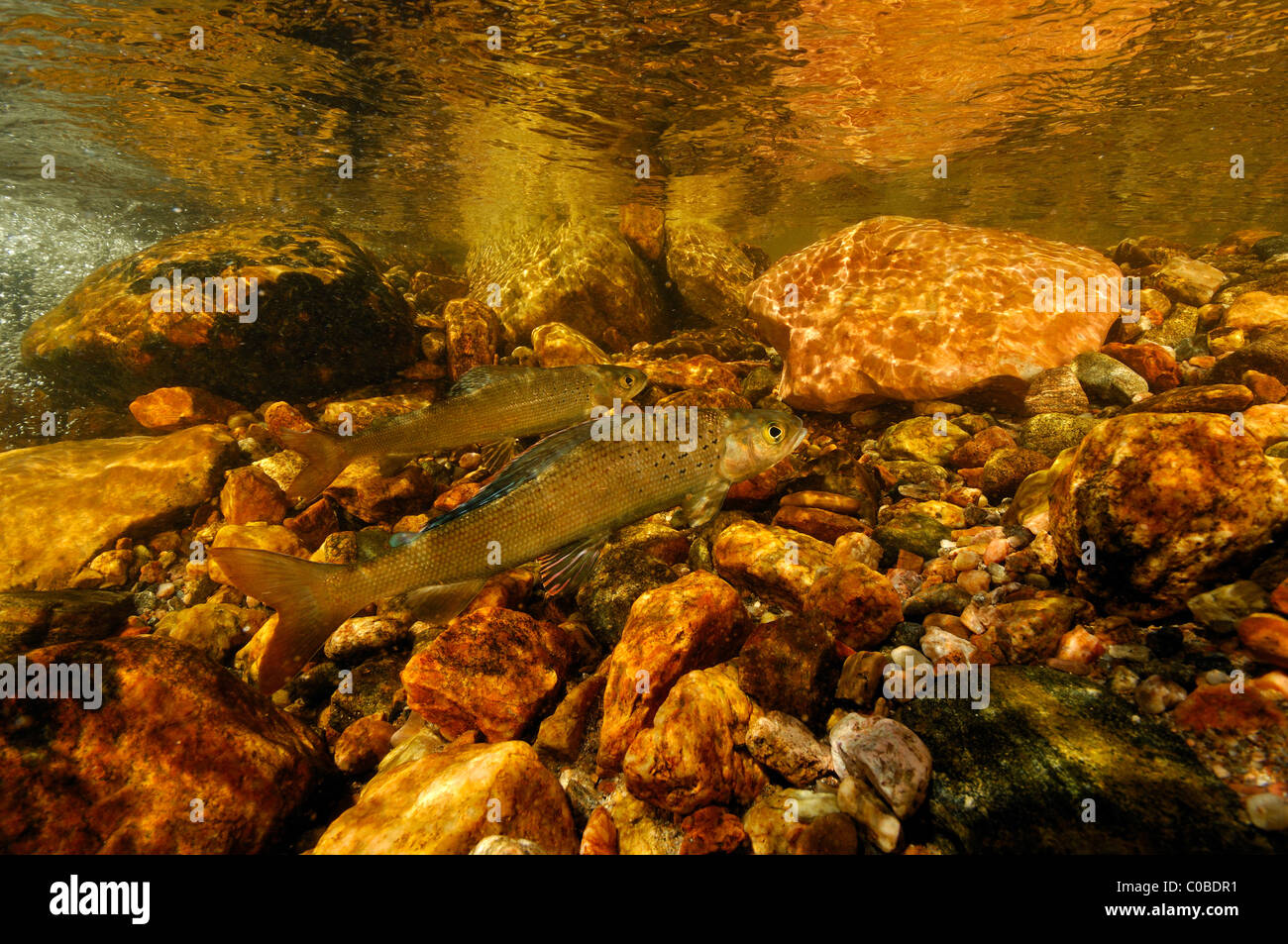 Arctic grayling, Thymallus arcticus, Colorado, Stati Uniti Foto Stock