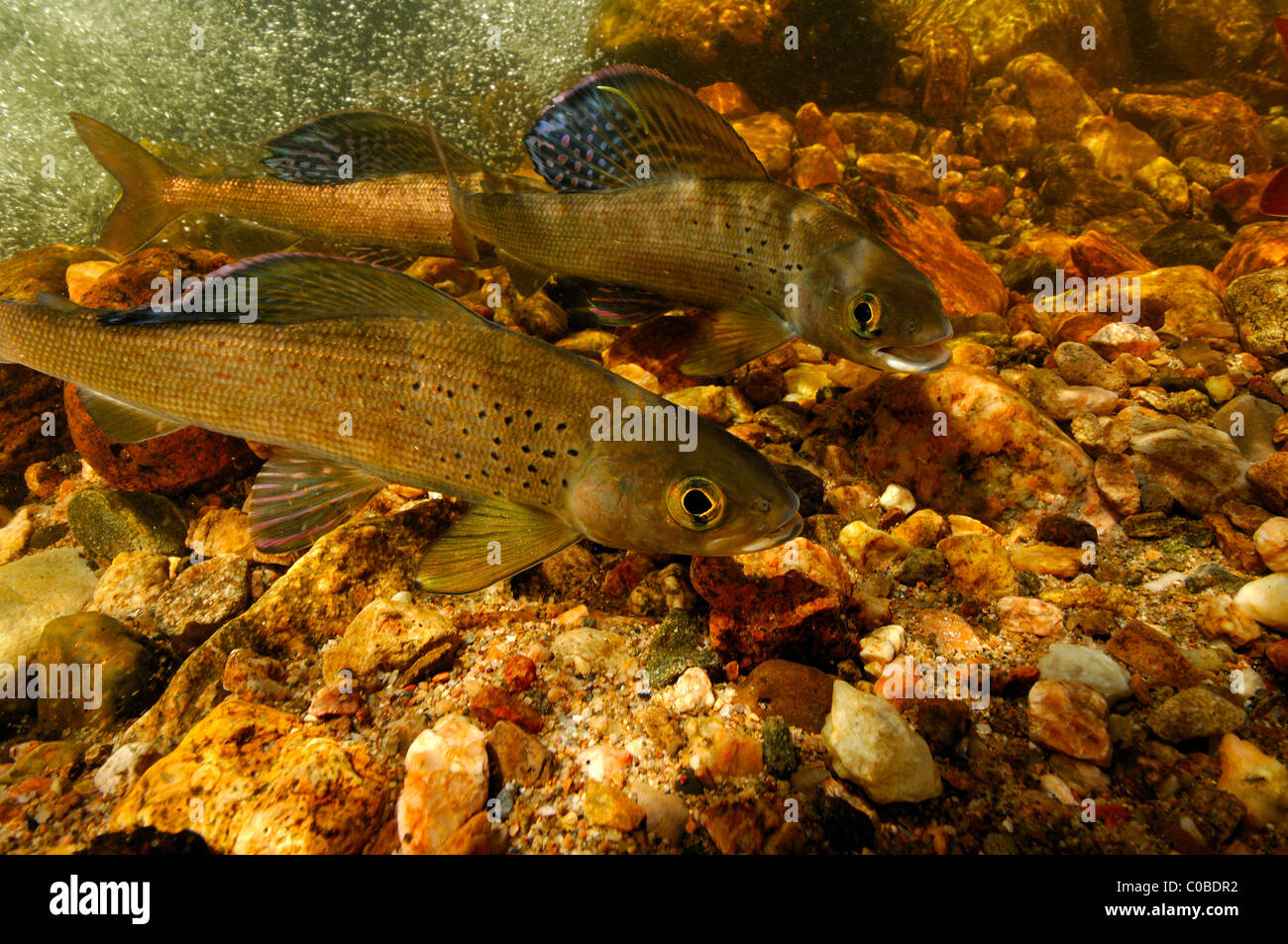 Arctic grayling, Thymallus arcticus, Colorado, Stati Uniti Foto Stock