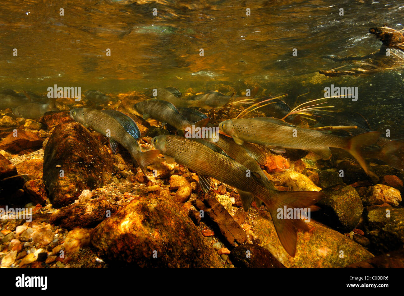 Arctic grayling, Thymallus arcticus, Colorado, Stati Uniti Foto Stock