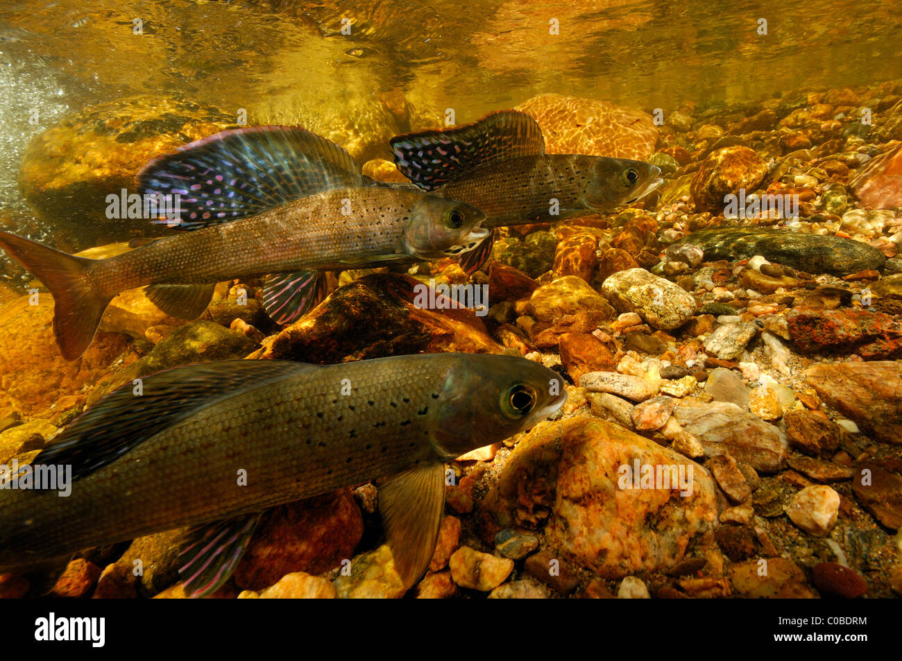 Arctic grayling, Thymallus arcticus, Colorado, Stati Uniti Foto Stock