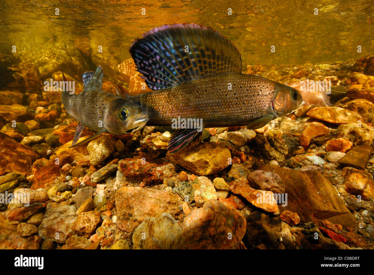 Arctic grayling, Thymallus arcticus, Colorado, Stati Uniti Foto Stock