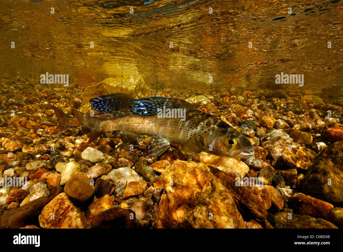 Arctic grayling, Thymallus arcticus, Colorado, Stati Uniti Foto Stock