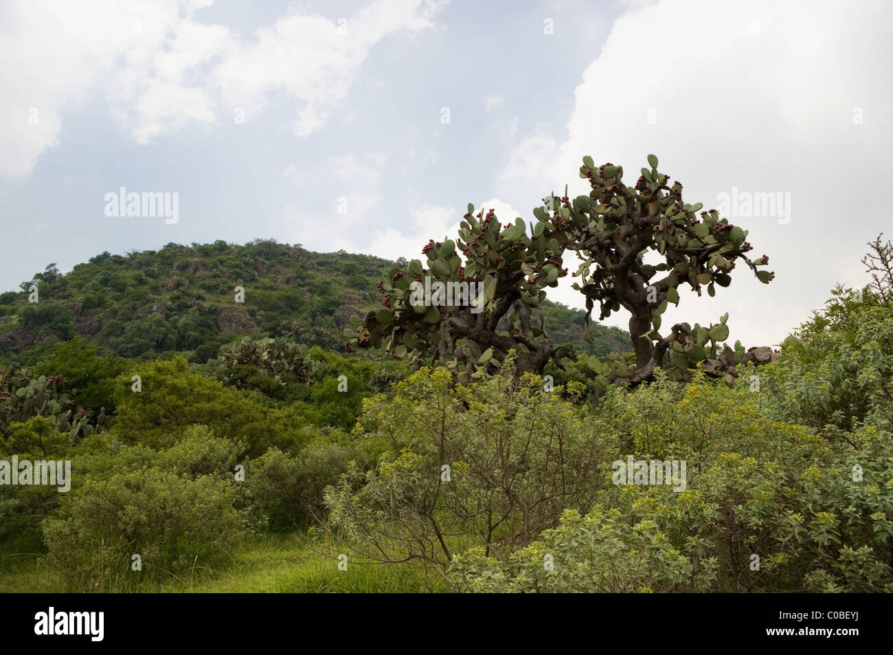 Vegetazione a Sierra di Tepotzotlan (Quercus, Opuntias, Acacia farnesiana, Schinus molle e numerose erbe aromatiche) Foto Stock
