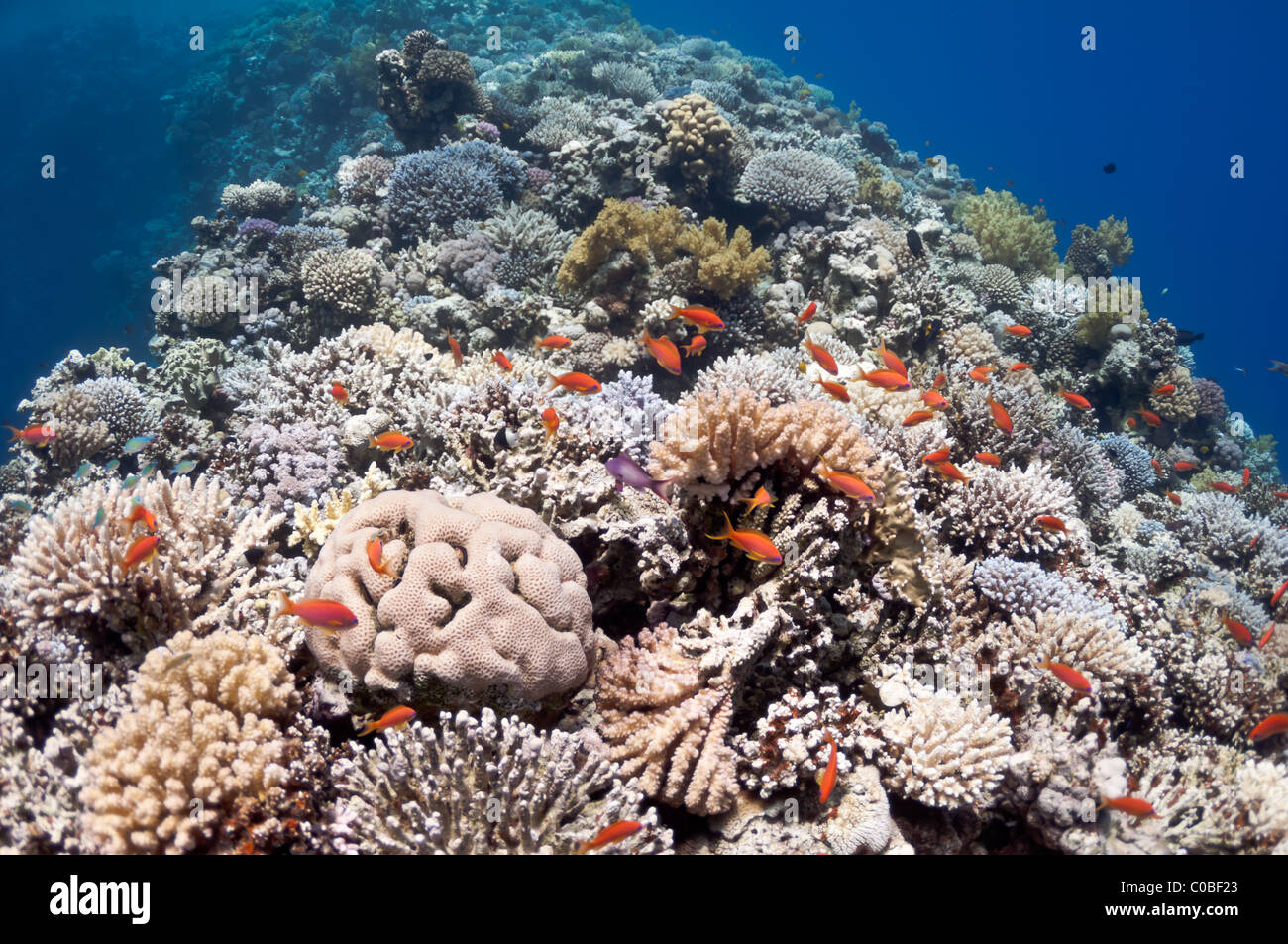 La foto mostra il Red Sea Coral reef vicino alla città di Dahab, Egitto. Ci sono diversi tipi di coralli e pesci. Foto Stock