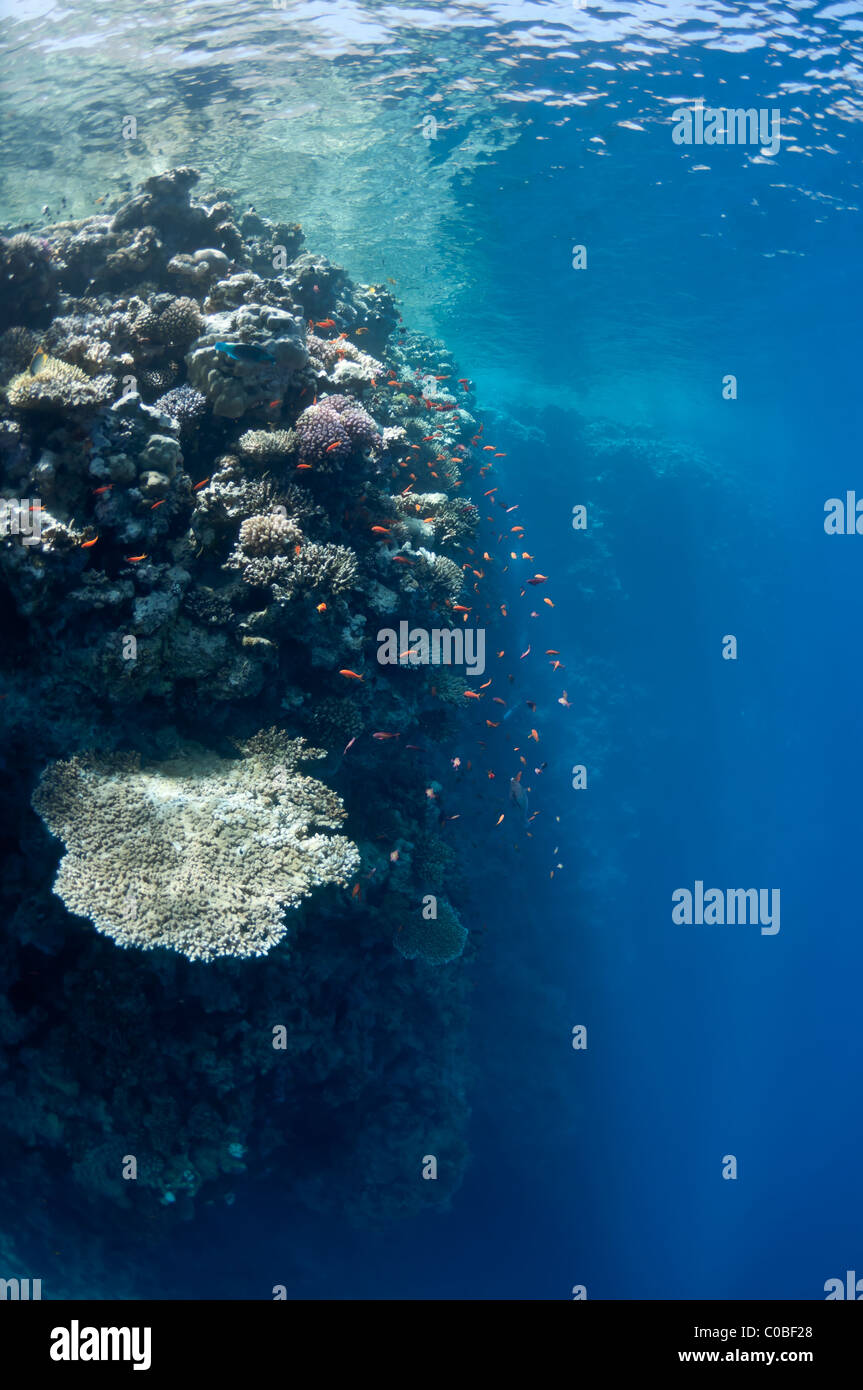 La foto mostra il Red Sea Coral reef vicino alla città di Dahab, Egitto. Ci sono diversi tipi di coralli e pesci. Foto Stock