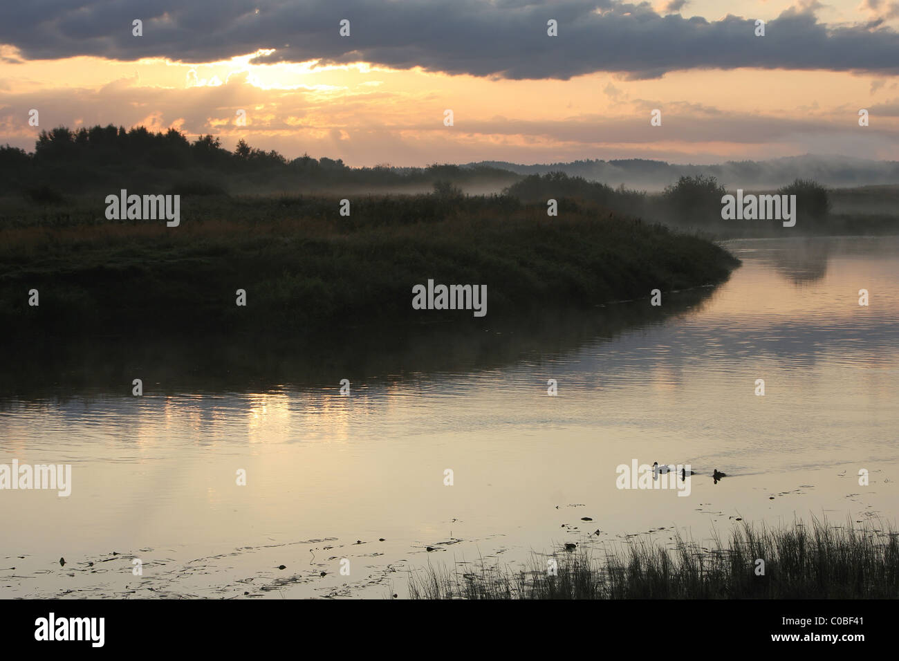 Estate alba sul fiume con le anatre Foto Stock