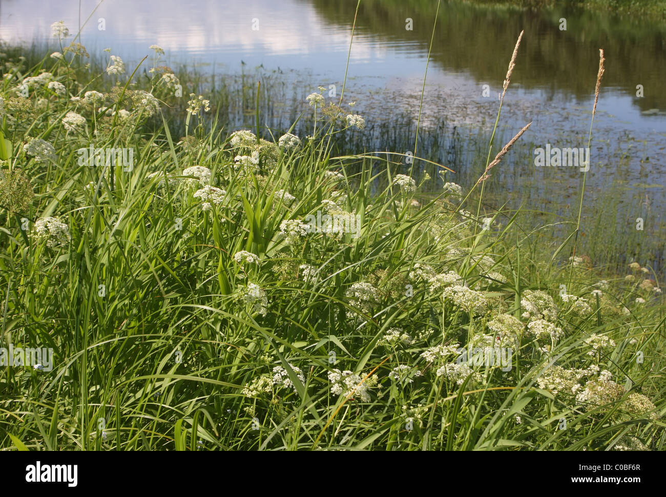 Fiori d'estate sulla riva del fiume Foto Stock