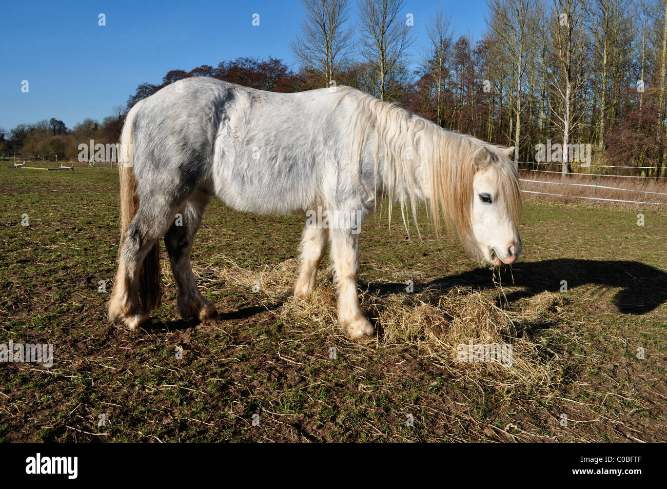 Pony domestico pascolo a fine inverno, Norfolk, Inghilterra. Foto Stock