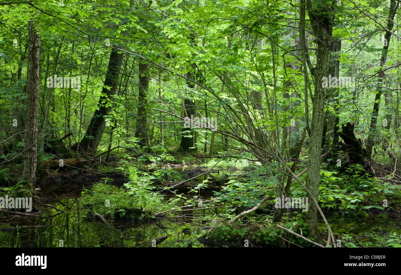 Wet deciduo stand della foresta di Bialowieza in primavera con un sacco di acqua permanente Foto Stock