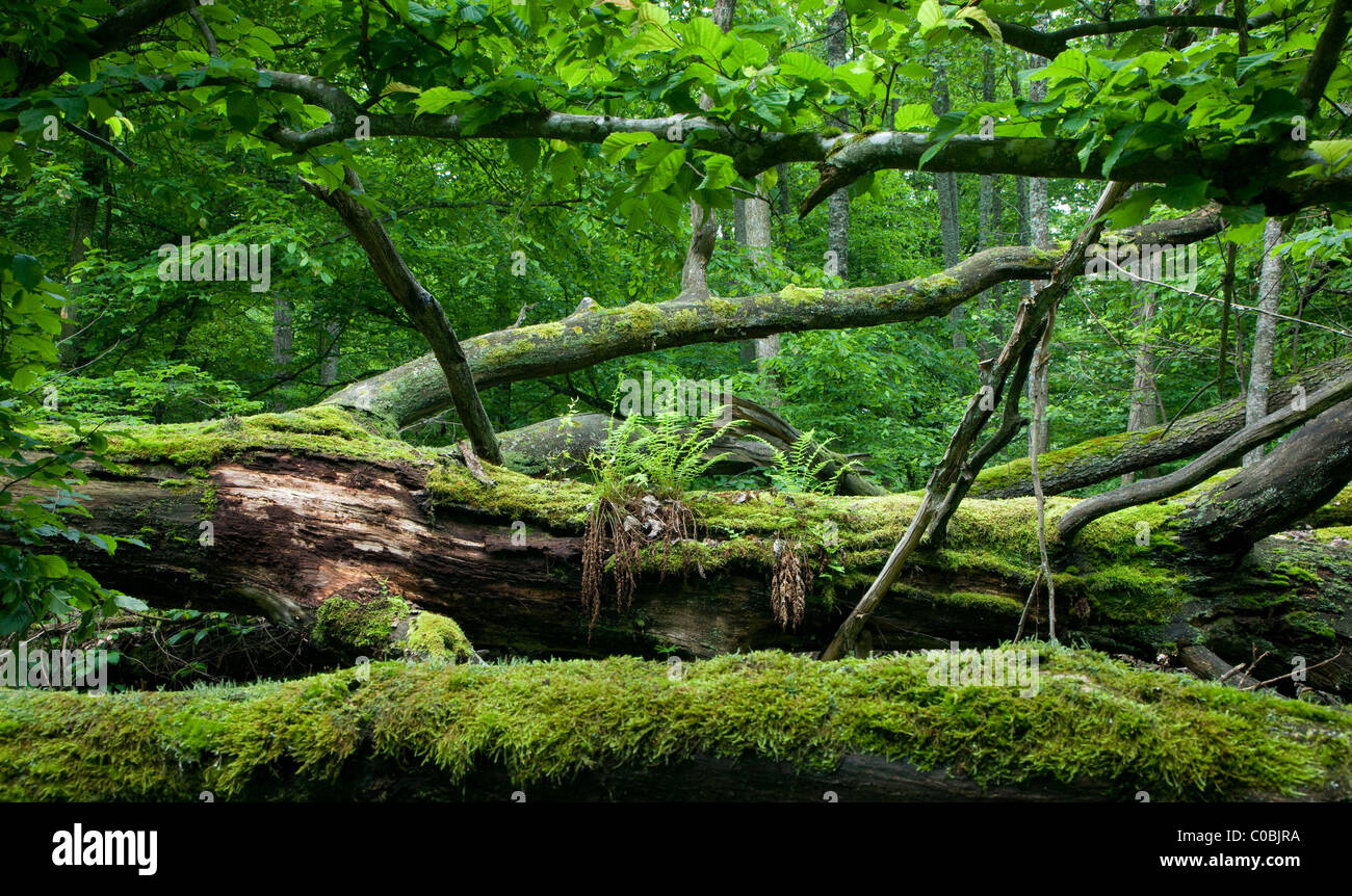 Moss avvolto rotture di alberi con felci cresce su Foto Stock