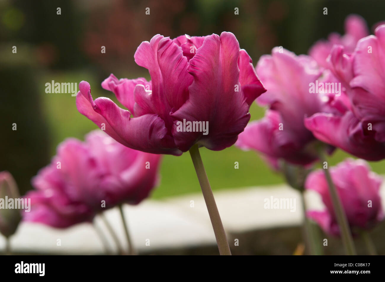 I tulipani Foto Stock