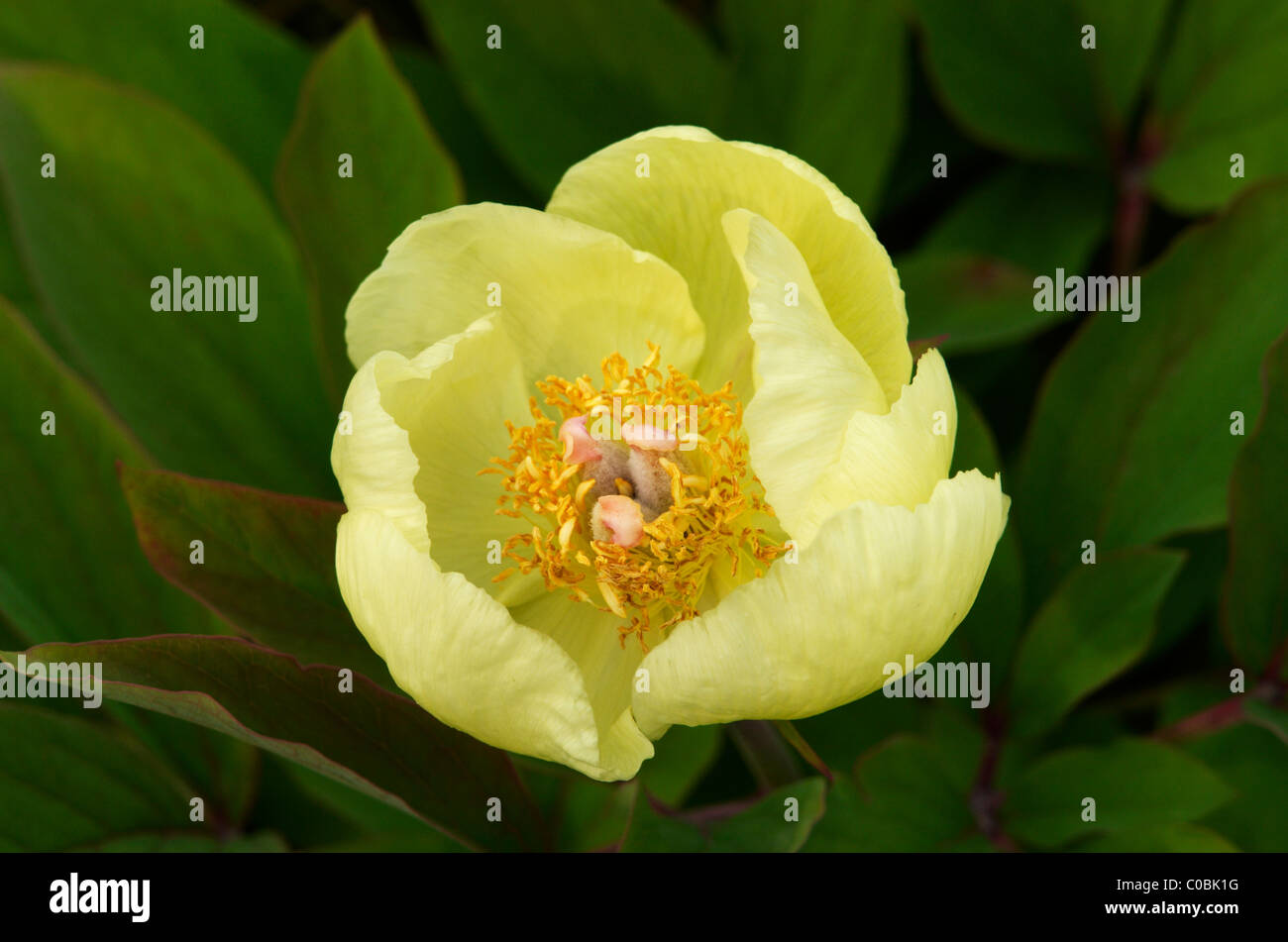 PAEONIA MLOKOSEWITSCHII Foto Stock