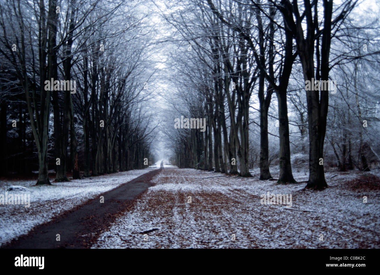 Una leggera nevicata nel lungo viale di faggi noto come primo ampia unità in legno Grovely, Wiltshire, Inghilterra. Foto Stock