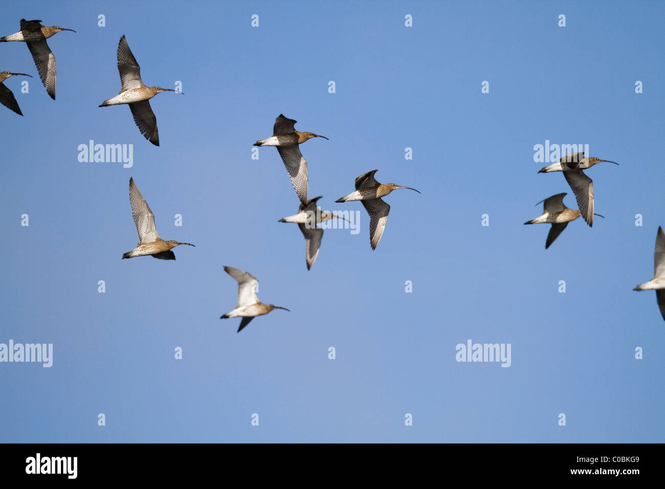 Curlew; Numenius arquata; gregge in volo Foto Stock