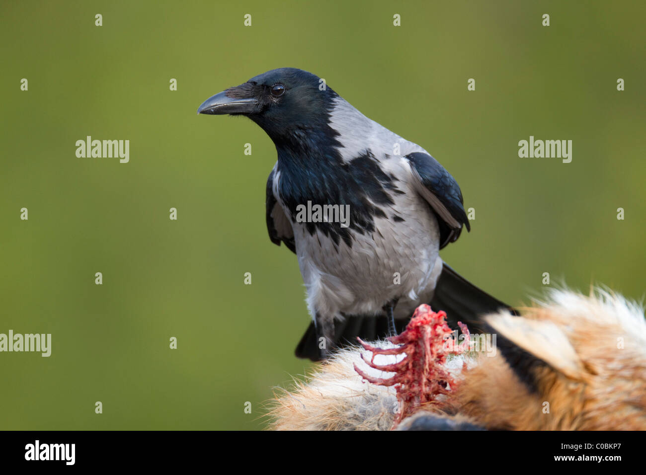 Cornacchia Mantellata; Corvus corone cornix; sui morti fox; Norvegia Foto Stock