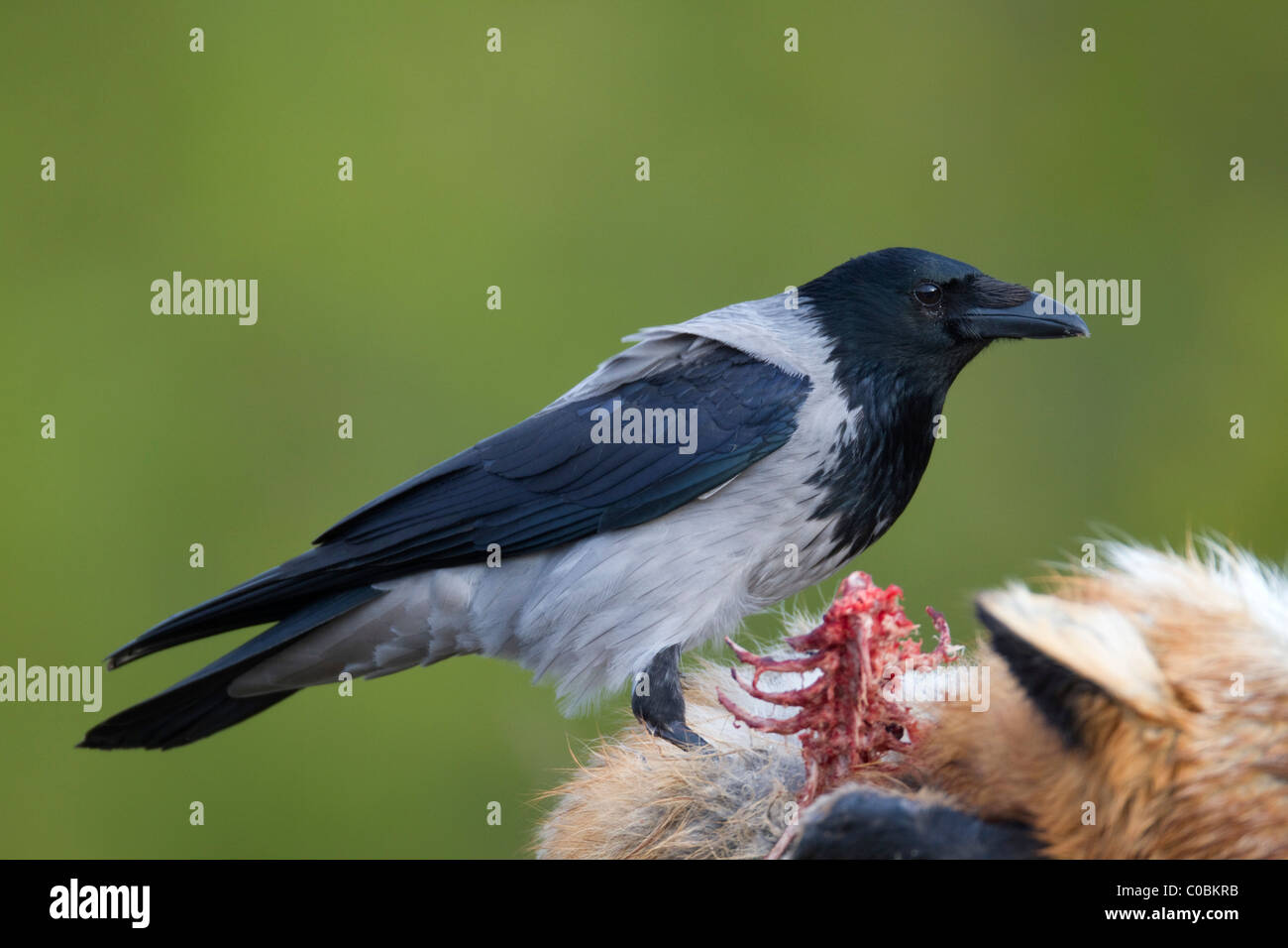 Cornacchia Mantellata; Corvus corone cornix; sui morti fox; Norvegia Foto Stock