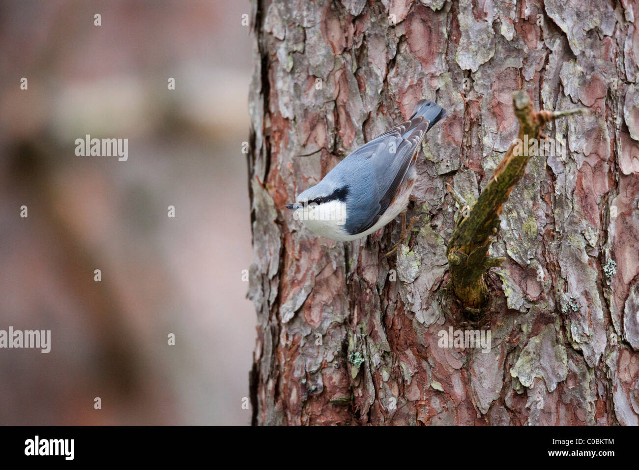 Picchio muratore; Sitta europaea; forma scandinavi; Norvegia Foto Stock