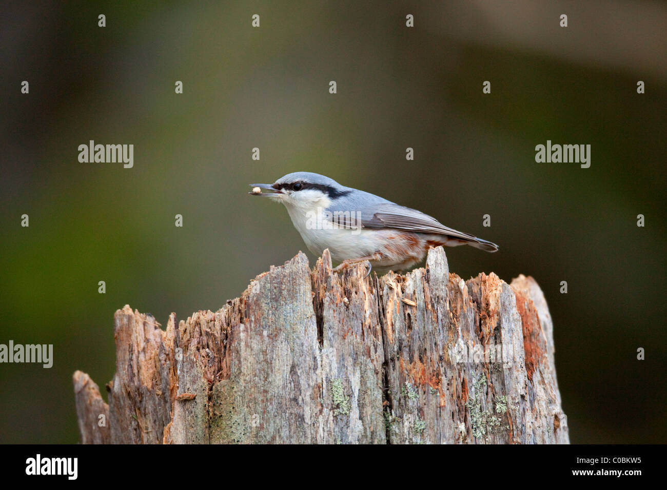 Picchio muratore; Sitta europaea; forma scandinavi; Norvegia Foto Stock