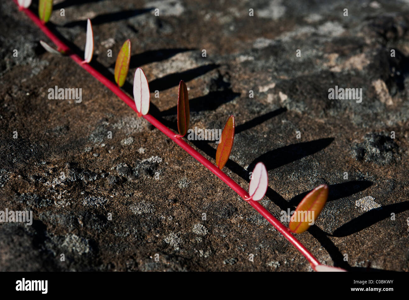 Un frond strisciante di un impianto di mirtilli (Vaccinium macrocarpon) attraversa il duro granito della protezione canadese Rock. Foto Stock