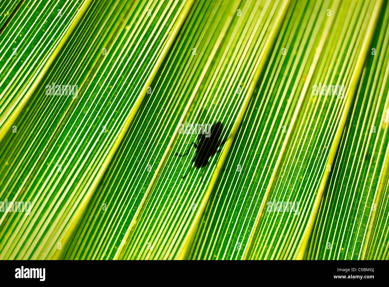 Verde foglia di palma, sagomato a ventaglio tropicale, a foglia verde, spiaggia, mare, Palm tree foglia, Palm tree, palm, sereno, ventola, LEAF, LEAF ventilatore Foto Stock