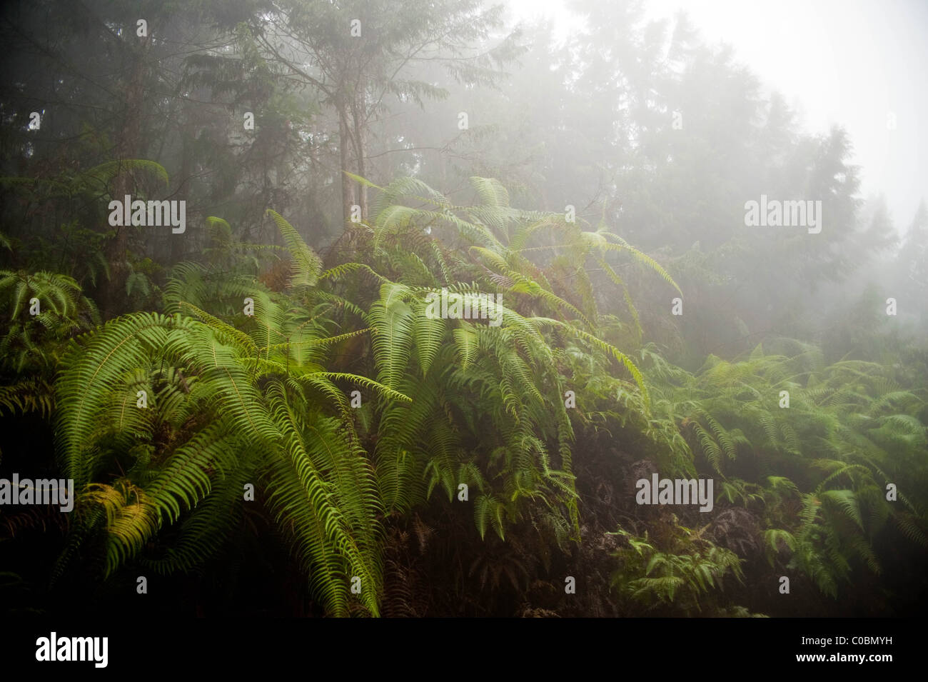 Yew Tree progetto in Yunnan, Cina meridionale per la fabbricazione di medicine Foto Stock